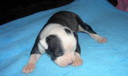 American Bulldog Puppies arrived 12/30/12. Champion bloodline, great with children, shots, de-worming. Deposits being taken now. Puppies will be ready to go 2/24/13. Mom & Dad on premises.