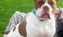 American Bulldog - Devin - Extra Large - Young - Male - Dog
That's a face only Mama and everyone else can love! Devin is a big love muffin who is also a big goofy guy! Devin loves people! He knows the command "sit" and loves to play with toys! Devin will