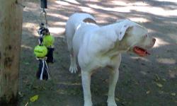 Rhasta is beautiful 2 yr old female American Bulldog with a champion pedigree. She must go to a home with NO OTHER PETS!!!!!!! She has been raised as a part of my family with small children and is a perfect house dog, very sweet and lovable. She does not