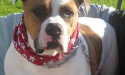 American Bulldog - Ginger - Large - Adult - Female - Dog
UPDATE: GINGER HAS SUCCESSFULLY COMPLETED HER HEARTWORM TREATMENT AND NOW ALL SHE NEEDS IS A FOREVER HOME! Look at that adorable face! Ginger has an even more adorable personality! If you need some