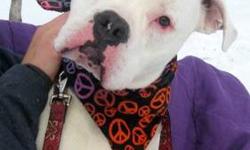 American Bulldog - Jace - Large - Young - Male - Dog
Jace is sooooo cute and soooo sweet! This big love muffin is only ten months old. Jace loves people! Jace is a friend to everyone that will shower him with love! He likes to be right by your side and as