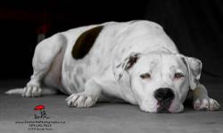 American Bulldog - Jason - Large - Adult - Male - Dog
Jason was born in 2007, and is a neutered American Bulldog mix. He was found one evening running around the shelter grounds and, since his arrival, has been nothing but friendly and affectionate to