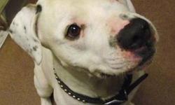 American Bulldog - Jinx - Large - Adult - Male - Dog
Jinx was brought to our shelter when he was supposedly found running loose, dragging a leash around a worksite here in Saranac Lake on 11/2/12. It had been raining all day, and Jinx's coat, collar and