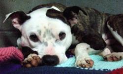 American Bulldog - Lucky - Medium - Young - Male - Dog
Lucky is a great young dog. He is under a year old and ready for his new home. Lucky needs someone with a firm hand that will give him the training he needs. He is such a very sweet and loving boy and