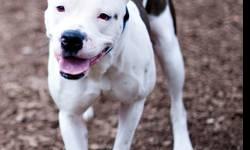 American Bulldog - Max (aka Max Sr.) - Extra Large - Adult
MAX IS SNOW WHITE & THE SEVEN DWARFS ALL ROLLED INTO ONE ADORABLE DOG!
This middle aged American Bulldog mix is quite the guy and he has many sides;
Max gets very excited (Happy) about food and