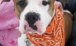 American Bulldog - Mojo - Medium - Adult - Male - Dog
MoJo has it going on and he's ready to show you his stuff! This super happy, super sweet, super handsome and super goof is ready to be your newest friend! MoJo is three years old, loves people and is
