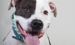 American Bulldog - Odin - Large - Adult - Male - Dog
3 1/2 yr old purebred American Bulldog . He was left behind with parents who already had a dog that does not care for Odin so poor Odin spent a lot of time in a crate . He is a good boy , housebroken ,