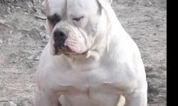 I have a 15 week old male all white bulldog puppy. He will be about 22-24 inches tall, between 100-135 pounds, massive head/neck, muscles, thick bone and a mild temp. He is already being potty trained and doing great. He is $700.00 comes with his NKC