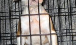JUST 1 GIRL LEFT/FAWN GIRL HURRY..She won't last......100 % American Bulldog puppies born Jan 5 2014. 2 Females 5 Boys Family tested super athletic,and house protector certified. Deposits excepted. Puppies come NKC AND ABRA registered, wormed, 1st shots,