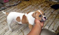 13 week old American Bulldog Female Puppy Left, 1 on the Left, Born 2-22-2014, Outstanding Pedigree, A steal at $600.00, 4 Girls and 4 Boys, SIRE'S mother Straight from Johnson's Yard in Georgia, 1st Shots, Wormed, Loved and ready to go....