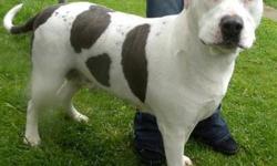 American Bulldog - Rain - Large - Adult - Female - Dog
Hi, my name is Rain! I'm a big and beautiful 5 year old spayed female white and gray spotted American bulldog/pit mix. I'm friendly and laid back and I love to make new friends. I'd prefer a home with