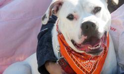 American Bulldog - Rocko - Large - Adult - Male - Dog
Awww look at that big baby face! Rocko is a big baby too! Rocko's tail never stops wagging because he is super happy and super loving! This guy loves, loves, loves people! The more people to love the