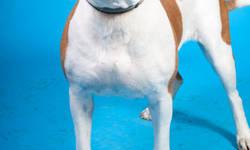 American Bulldog - Rocky2 - Large - Adult - Male - Dog
Rocky 2 was surrendered to us after his owner could no longer care for him. We added the 2 after his name because we already have a Rocky in our shelter. Rocky is a very well behaved dog and does have