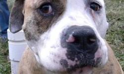 American Bulldog - Sweet Pea - Extra Large - Adult - Female
Meet Sweet Pea! She is a 3-5 year old American Bulldog/Pit mix. She arrived on January 31, 2013. She is sweet and calm. She would need to be spayed ASAP and we would recommend she meet any canine