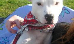 American Bulldog - Wayne - Medium - Young - Male - Dog
We love Wayne and you will too! This very laid back and loving friend loves to snuggle and cuddle with everyone! Wayne will even lay in your lap like a baby for a good belly rubbing! He walks nicely