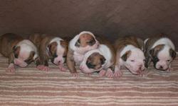3 weeks old... 6 males - 3 females
Champion Lines--Great pedigree!!
Pup's will come NKC registered, 1 year health guarantee, 5 generation pedigree, 1st set of shot's, and vet checked...
Price is $1000...
Deposit of $300 will hold pup of your choice.