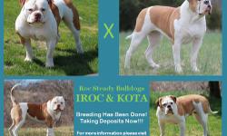 We here at Roc Steady Bulldog's have got a fantastic breeding coming up...pup's are due Last week of June 2013. These are two very beautiful dog's with champion pedigree's and top notch bloodline's. They both posses Muscle, Bone, Structure, and Drive.