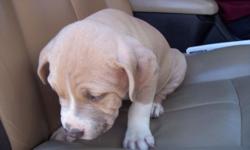 male 9 wk. old pure bred registered American bullie puppy tan with 4 white socks