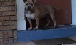I have my stud up for sale, he will b 2yrs old next month. great dog awesome temperament great with kids, both ukc n abkc registered. he is all edge with 2x everything (paco,,thing,,cairo,,boarshead) standin about 14 1/4" short, good bone, nice head