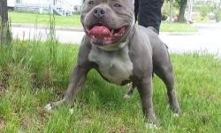 American blue bully male, 1yr 1/2 old.
Good with kids and other dogs, house trained.
He's got his nuts..lol makes a good breeder.
No paperwork! !! Don't ask. ... health updated.
Big head, short and wide he is an adult. .. recent pictures I took them