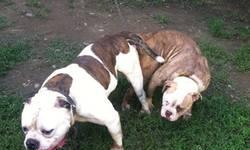 I have a litter of American bulldog pups and they are bully and I want to trade for a bully male call me 585-953-8856