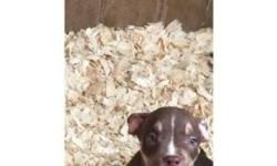 10 week old American bully male puppy vet checked dewormed and ready to go good with kids and other pets asking 500$ or best offer
This ad was posted with the eBay Classifieds mobile app.