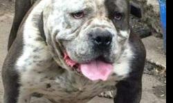 Gotti male blue and white with spec 2500 or obo bone and head on him and a good producer 585 2600 418