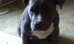 i have a female 7mth old razer/gotti bully real nice asking 550.00 house broken good with kids and other pets if you would like more information call 585-369-3562
