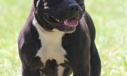 For Sale...Bianca. Adult female 2 yr old American Bully. Sweet, beautiful. Great personality. Great with kids and other animals. Has had one litter. A proven producer. Comes with shots and registration papers. A great addition to your family and/or