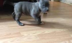 I have a 2 american bully for sale females and 1 male they ready to go ukc registered bullmaster victorius more info call or text to 7185944313
This ad was posted with the eBay Classifieds mobile app.