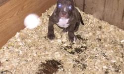 I have a 10 1/2 week old American bully puppy vet checked dewormed and ready to go asking 600$ or best offer call or text
This ad was posted with the eBay Classifieds mobile app.
