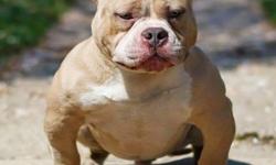 American bully male. 2yrs old. Have a diablo son for sale. Call /txt 516-314-4688 serious injuries only please