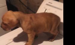American bully male 6 weeks old dad is ukc reg and mom has no papers first shots $100.00 585-317-0899