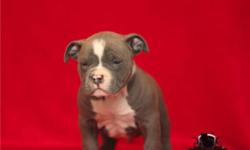 I HAVE FOUR PHENOMENAL AMERICAN BULLY PUPS FOR SALE. THREE MALES ONE FEMALE ... THESE PUPS ARE THE TOTAL PACKAGE NOT LACKING A THING WITH THE PED TO MATCH... http://www.bullypedia.net/americanbully/testmating.php?dam=230630&sire=243067&gens=4
Jay