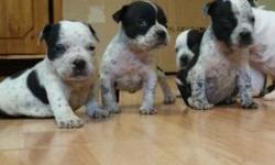 2 Male left black and white American Bully pup contact 4 info