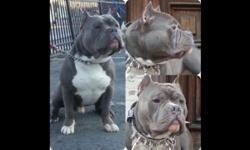 2 females 1 male blue nose bully puppies available for sale
This ad was posted with the eBay Classifieds mobile app.