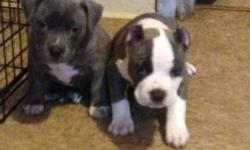 I have 3 American bully puppy's very nice short thick body with some huge heads they are family raised vet checked dewormed and ready to go if you would like more info call or text 585/260/7132
This ad was posted with the eBay Classifieds mobile app.