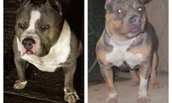 Monster Kody x Miami
Blue Tri Breeding Confirmed
PUPS DROP 6/30/2013!!!!!
Pups expected to be short and girthy, with massive heads and bone for days plus great temperaments making ideal for a family environment.
They will be ready to go at 8 weeks and