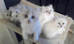 American Curl kittens, 3 kittens are still available!!! Located just outside Rochester NY. Both parents are color points and come from Grand Champion lines. Kittens are registered with the CFA. Show and/or pet possible.
1 kitten is straight eared and will