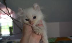 Compassion had her first litter of 4 colorpoint beauties, we have 2 cream point kittens left. Kittens were born February 20, 2014.
Kittens come from Grand Champion lines. CFA certified, completely vetted. We are located just outside Rochester, NY. They