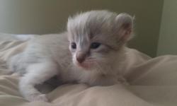 Angelicurls is a very small cattery located just outside Rochester NY, a stones throw from Lake Ontario. Our cats are part of our family, we breed to improve the breed and for temperament. Every cat and kitten is played with by my children and is