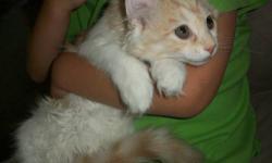 One adorable kitten still available! 1 is mostly white with some cream, male and very loving!!!
Our kittens are held and played with constantly and love attention. American Curls are naturally very playful and they love kids. They also love to be held and