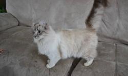 4 gorgeous American Curl kittens available, 2 already taken! We have various patterns of red and white tabby and one calico, all long haired. Kittens are raised around my kids and are loving and sweet. CFA registered, all kitten shots before going to