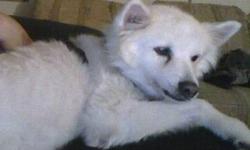 American Eskimo Dog - Nikki - Medium - Senior - Male - Dog
Nikki is a sweet senior boy who loves going for walks and rides in the car. He has a lot of energy still and is quirky, loves his food and treats! For some reason stairs scare him so if you have