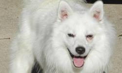American Eskimo Dog - Tucker - Medium - Young - Male - Dog
Our Tucker is a very happy, happy puppy! This darling one year old sweetheart has been surrendered to our rescue by owners who were unprepared for puppy mayhem! Tucker is an excellent example of