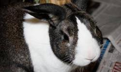 American - Leela - Small - Adult - Female - Rabbit
CHARACTERISTICS:
Breed: American
Size: Small
Petfinder ID: 24470261
ADDITIONAL INFO:
Pet has been spayed/neutered
CONTACT:
Lollypop Farm, Humane Society of Greater Rochester | Fairport, NY | 585-223-1330