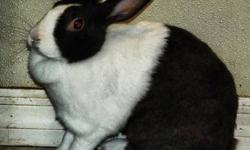 American - Lollipop - Large - Adult - Male - Rabbit
Lollipop was found wandering around outside, and nobody ever claimed him. Lollipop just loves to be held and petted!! His adoption fee is only $25!!!
CHARACTERISTICS:
Breed: American
Size: Large