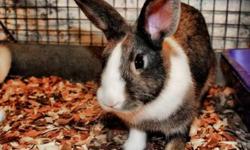 American - Mamma - Medium - Young - Female - Rabbit
Mamma was surrendered by her owners. She is a 2 year old female and her adoption fee is only $25!
CHARACTERISTICS:
Breed: American
Size: Medium
Petfinder ID: 25526777
CONTACT:
Hi-Tor Animal Care Center |