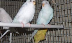 I have fertile proven bonded pair of parakeets,colors are blue,White,creamino,and yellow,they are the American Parakeets very healthy ready to breed,just lookin to cut back on my pairs,price is firm!....Call John 917 846-0571