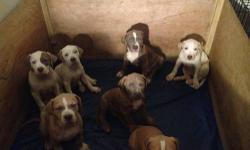 UKC registered home raised American Pit Bull puppies for a new home 3 males available... all Standard colors. These babies come from championship lines and are show quality.